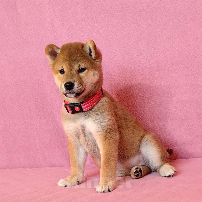 Собаки в Москве: Сиба ину. Девочка - 2 мес. Девочка, 60 000 руб. - фото 3
