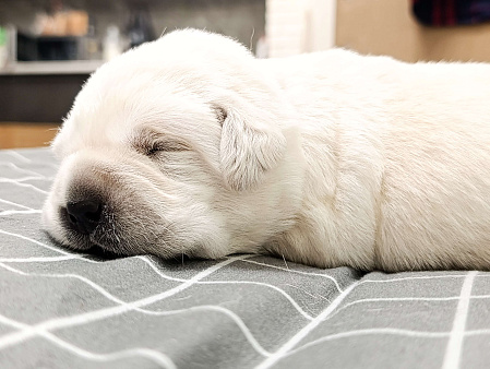 Щенки лабрадора