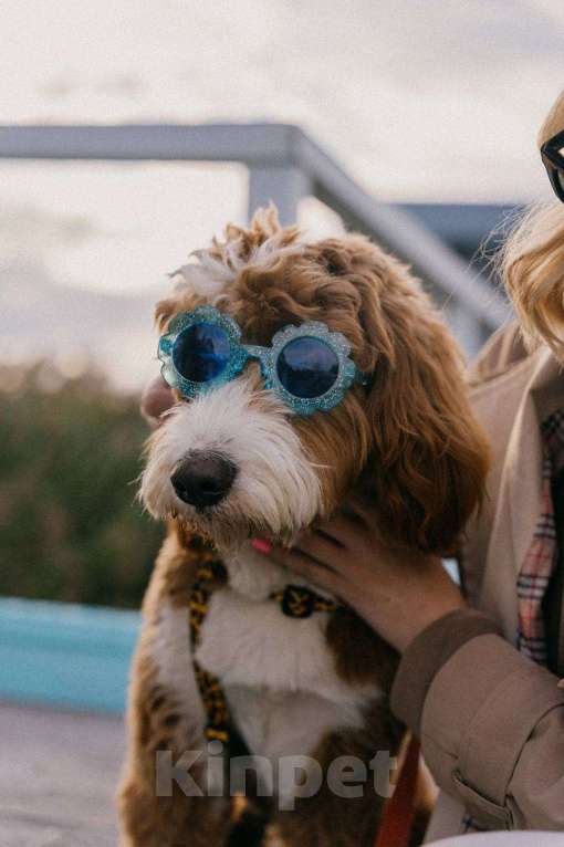 Собаки в Сочи: Вязка самого красивого лабрадудля 2025 года Мальчик, 150 000 руб. - фото 4