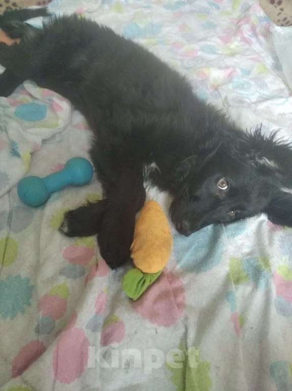 Собаки в Ореховом-Зуево: Щенок венгерской овчарки Ариша ждет хозяев Девочка, 2 000 руб. - фото 3