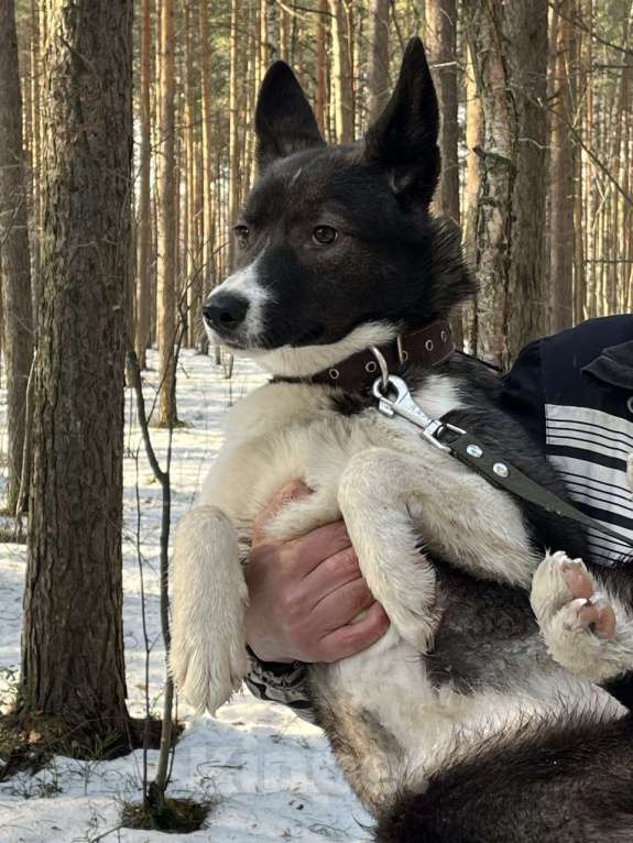 Собаки в Санкт-Петербурге: Щенок в добрые руки Девочка, Бесплатно - фото 1