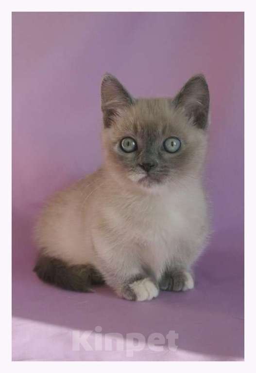 Кошки в Челябинске: Очаровательные котята Девочка, Бесплатно - фото 3