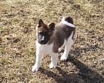 Собаки в Белореченске: Щенки Американской Акиты Мальчик, 40 000 руб. - фото 4