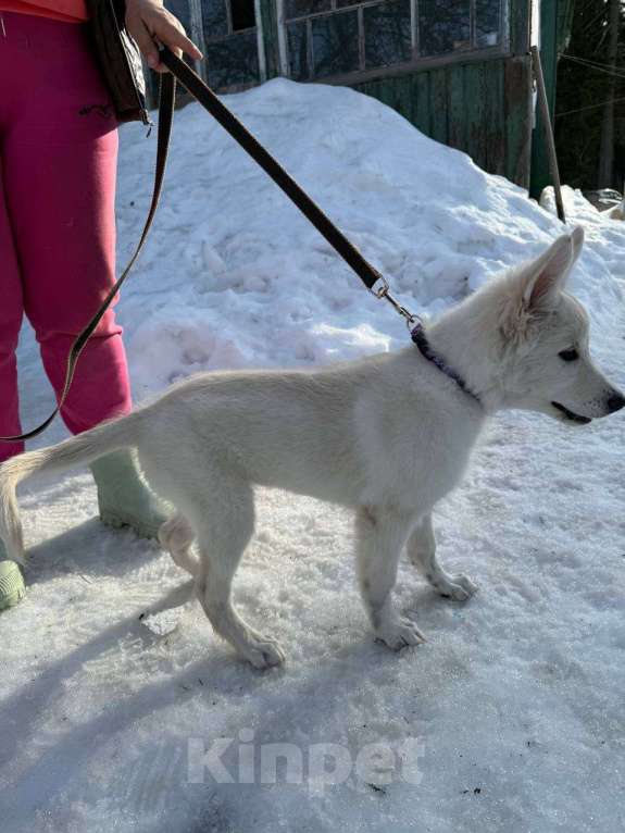Собаки в Красногорске: Малышка Николь 3,5 месяца в добрые руки Девочка, Бесплатно - фото 4