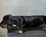 Собаки в Москве: Щенок таксы миниатюрной жесткошерстной, девочка Девочка, 30 000 руб. - фото 7