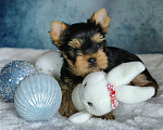 Собаки в Балашихе: Йоркширского терьера щенок Мальчик, 45 000 руб. - фото 1
