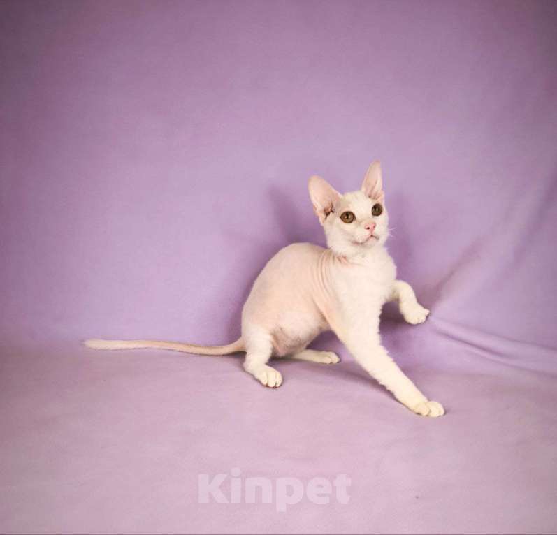 Кошки в Москве: Элитные котята левкой Девочка, Бесплатно - фото 3