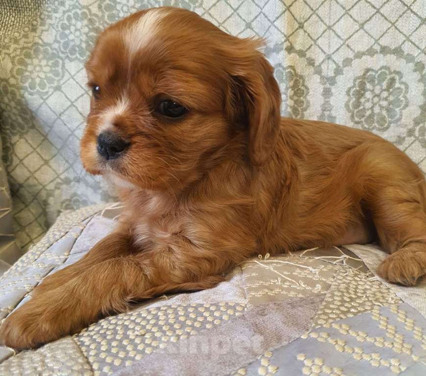 Собаки в других городах Московской области: Предлагаем вам стать владельцем щенка королевской породы Девочка, 80 000 руб. - фото 1