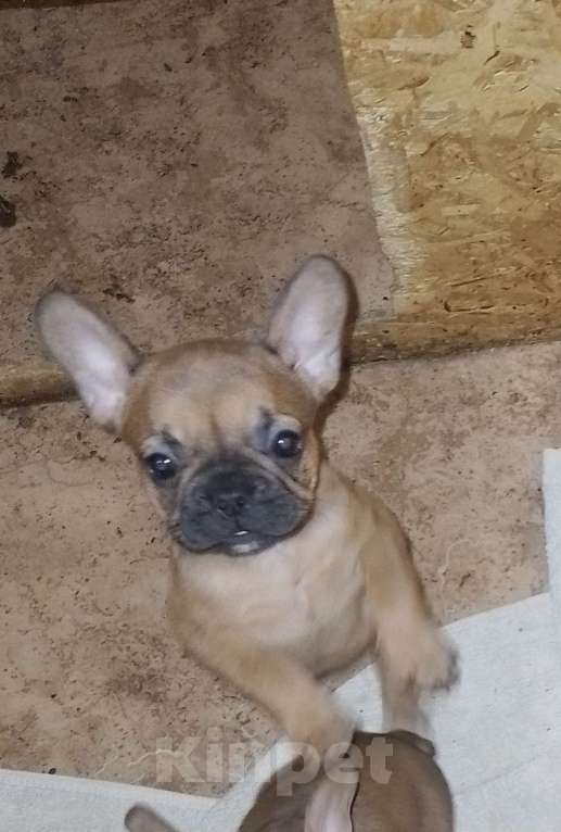 Собаки в Екатеринбурге: Очаровательные француженки Девочка, 25 000 руб. - фото 3