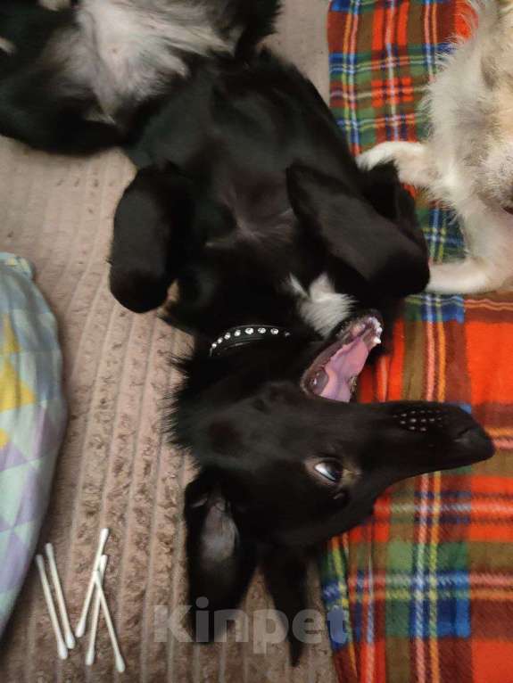 Собаки в Москве: Изящная красотка Джесси ищет дом Девочка, Бесплатно - фото 7