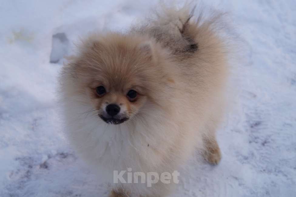 Собаки в Москве: Подрощенный мальчик Мальчик, 30 000 руб. - фото 1