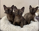 Кошки в Котельнике: Бурманские котята Мальчик, 60 000 руб. - фото 1