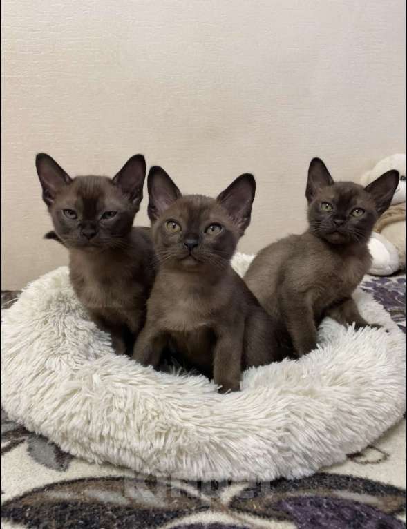 Кошки в Котельнике: Бурманские котята Мальчик, 60 000 руб. - фото 1