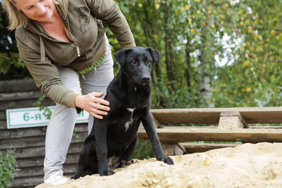 Собаки в Санкт-Петербурге: Отдам щенка бесплатно. Девочка, Бесплатно - фото 5