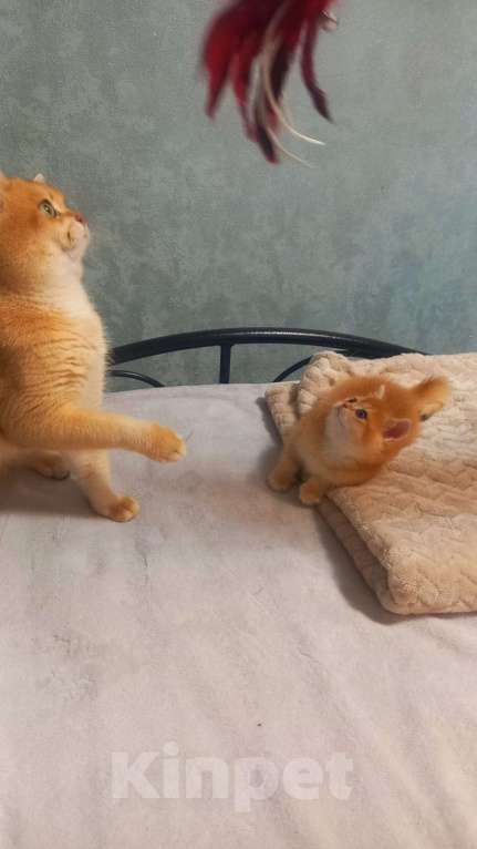 Кошки в Москве: Продается котенок Девочка, Бесплатно - фото 2