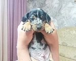 Собаки в Тюмени: Продам щенка таксы,мальчик, мраморный  Мальчик, 8 000 руб. - фото 2