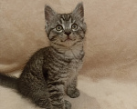 Кошки в Краснодаре: Котята в добрые руки Мальчик, Бесплатно - фото 6