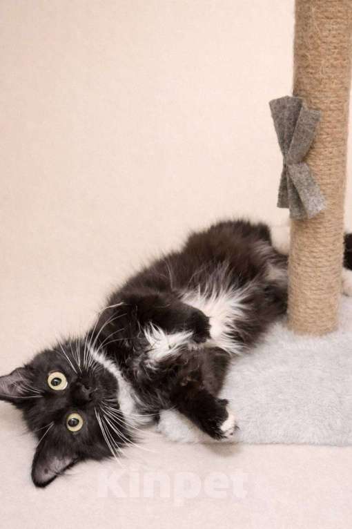 Кошки в Москве: Котенок Гвоздика ищет дом Девочка, Бесплатно - фото 5