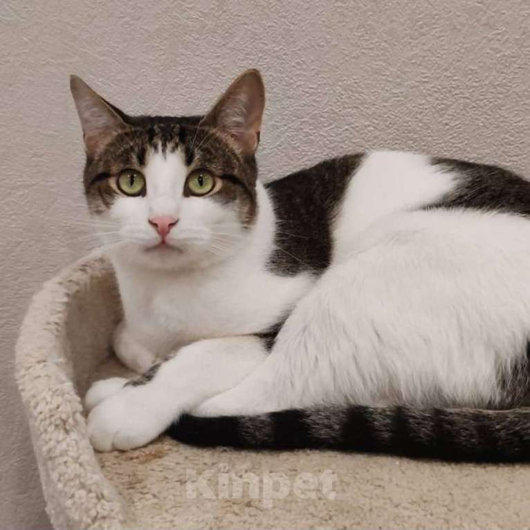 Кошки в Москве: Емеля ищет дом Мальчик, Бесплатно - фото 3