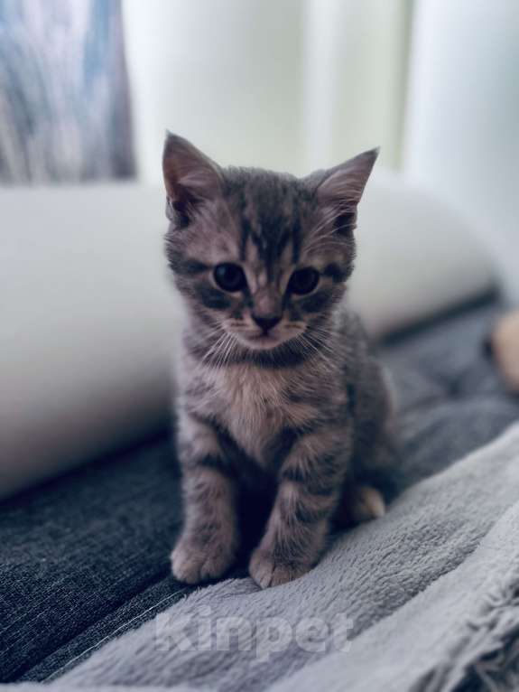 Кошки в Санкт-Петербурге: Шотландский котенок продажа Мальчик, 15 000 руб. - фото 6