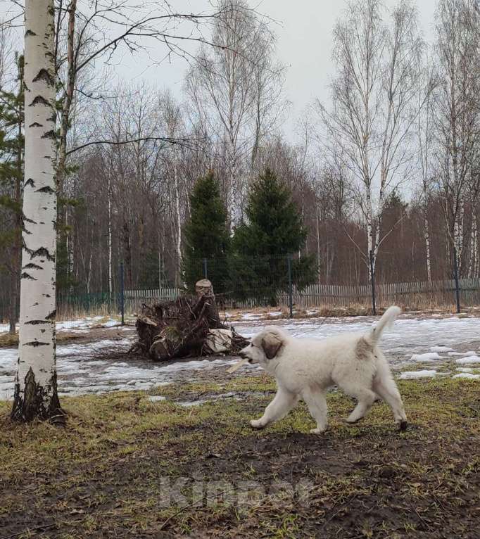 Собаки в других городах Ленинградской области: Харита пиренейская горная собака  Девочка, 70 000 руб. - фото 3