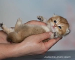 Кошки в Санкт-Петербурге: Британская золотая шиншилла Девочка, 50 000 руб. - фото 3