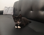 Кошки в Домодедово: Котодеточек в добрые ручки 🫰🏼🐈‍⬛ Мальчик, Бесплатно - фото 1