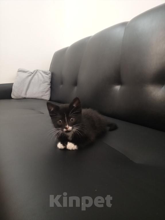 Кошки в Домодедово: Котодеточек в добрые ручки 🫰🏼🐈‍⬛ Мальчик, Бесплатно - фото 1