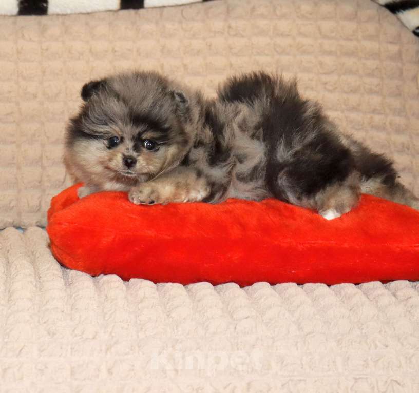 Собаки в Москве: Элитная красотка шпица Девочка, 100 000 руб. - фото 3