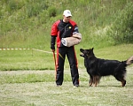 Собаки в Туле: Кобель немецкой овчарки рр для вязки Мальчик, 60 000 руб. - фото 5