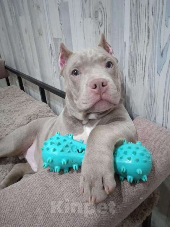 Собаки в Санкт-Петербурге: продаются щенки породы американский булли тип КЛАССИК и ПОКЕТ Мальчик, 75 000 руб. - фото 2