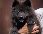 Собаки в Перми: Евразиер - редкая порода! Девочка, 140 000 руб. - фото 1