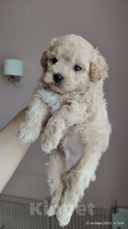 Собаки в Мытищах: Пушон (бишпу) Мальчик, 150 000 руб. - фото 5