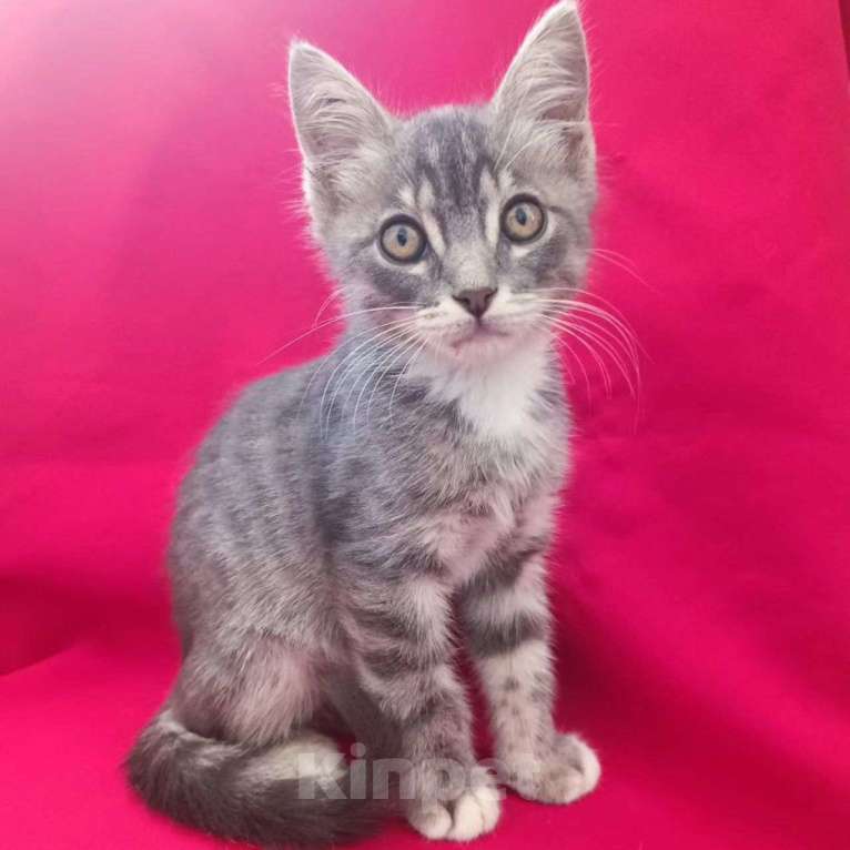 Кошки в Москве: Маленькая девочка в беде Девочка, Бесплатно - фото 2