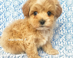 Собаки в Москве: мальтипу мальчик Мальчик, 80 000 руб. - фото 4