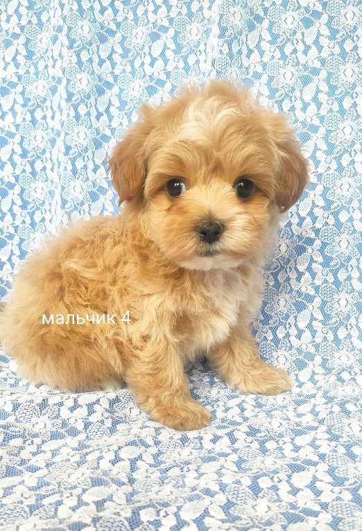 Собаки в Москве: мальтипу мальчик Мальчик, 80 000 руб. - фото 4