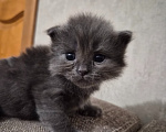 Кошки в Армавире: Продаю котят Мальчик, 5 000 руб. - фото 7