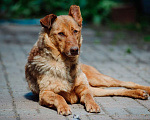Собаки в Санкт-Петербурге: Роскошный, грозный внешне, мягкий внутри пёс Мальчик, Бесплатно - фото 9