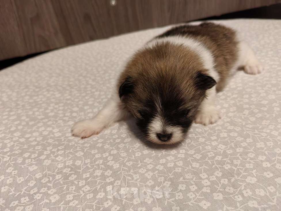 Собаки в Самаре: Немецкий шпиц Девочка, 40 000 руб. - фото 4