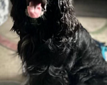 Собаки в Омске: Русский спаниэль Девочка, 8 000 руб. - фото 7