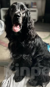 Собаки в Омске: Русский спаниэль Девочка, 8 000 руб. - фото 7