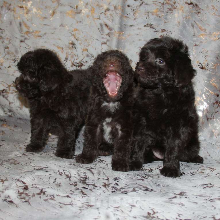 Собаки в Санкт-Петербурге: ❤️ Той-пудель щенки шоколадные. СПб. Разнополые, 80 000 руб. - фото 3