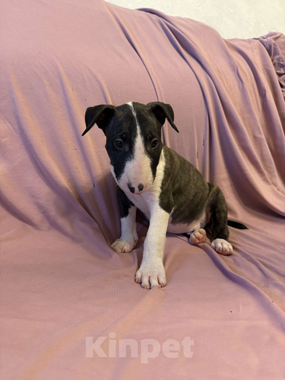 Собаки в других городах Московской области: Гром Небесной Колесницы Мальчик, 75 000 руб. - фото 1