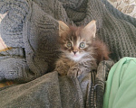 Кошки в Нижнем Новгороде: Котята мейкун Девочка, Бесплатно - фото 1