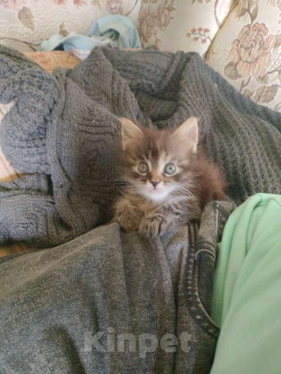 Кошки в Нижнем Новгороде: Котята мейкун Девочка, Бесплатно - фото 1