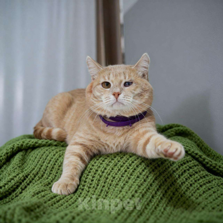 Кошки в Москве: Рыжий особенный котик в добрые руки Мальчик, Бесплатно - фото 1