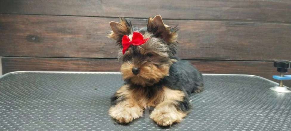 Собаки в Барнауле: Йоркширский терьер Разнополые, 50 000 руб. - фото 2