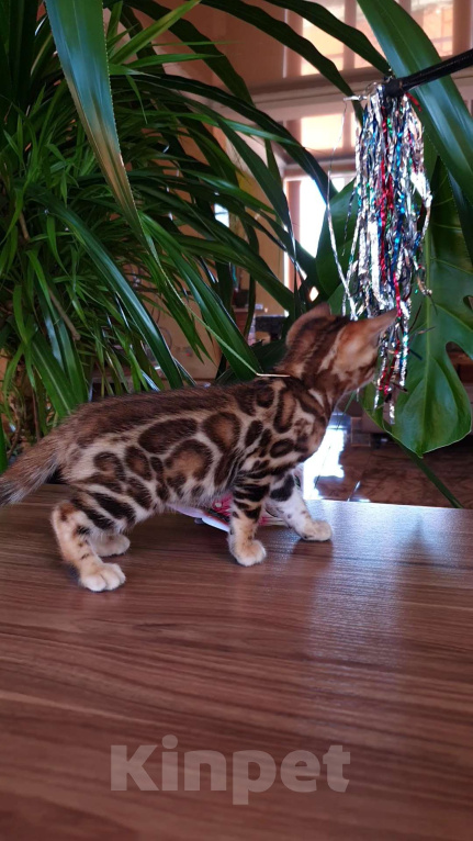 Кошки в Симферополе: Бенгальский мальчик Мальчик, 65 000 руб. - фото 5