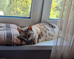Кошки в Люберцах: Кошка Муся ищет дом Девочка, Бесплатно - фото 3