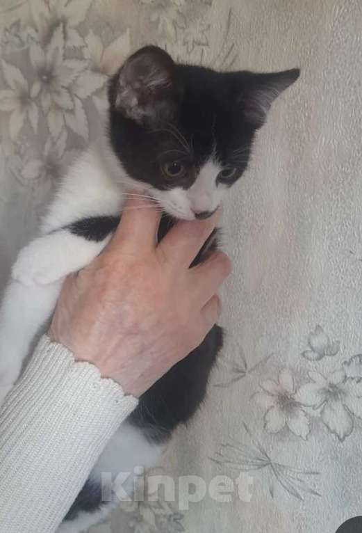 Кошки в Москве: Нежный котик Филя 3,7 месяца Мальчик, 200 руб. - фото 1